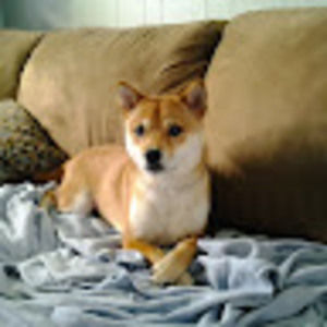 Meet your Posher, Susan